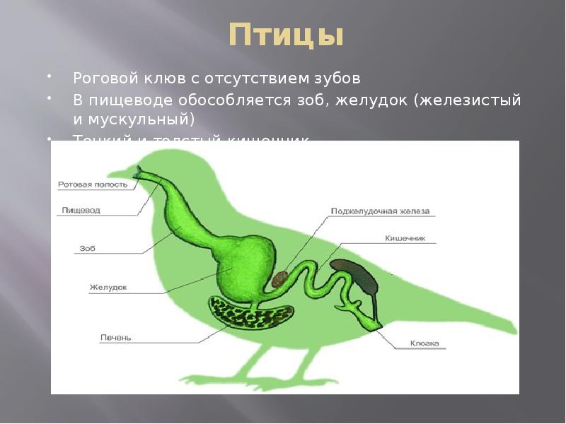 Пищеварение птиц схема