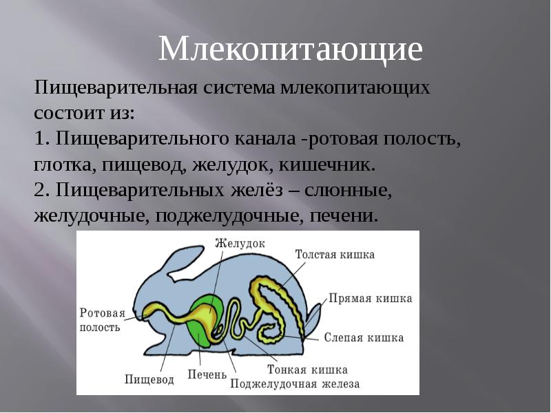 Органы пищеварения обмен веществ и превращение энергии 7 класс презентация