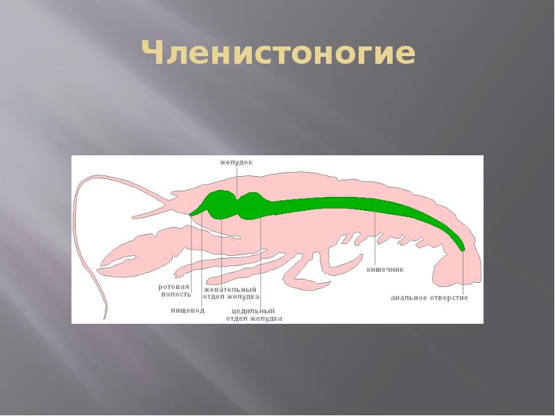 Органы пищеварения обмен веществ и превращение энергии 7 класс презентация