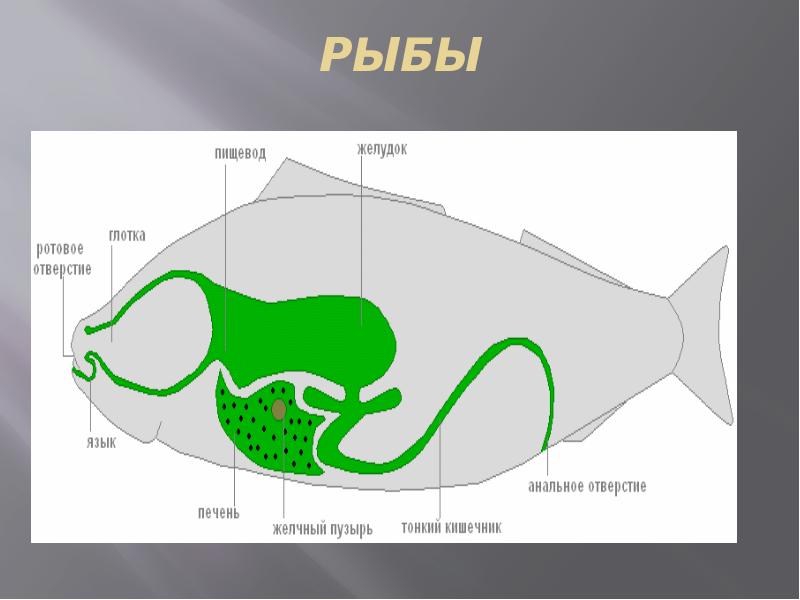 Пищеварительная система обмен веществ ответы