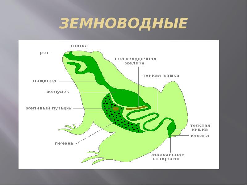 Земноводные кожа имеет железы