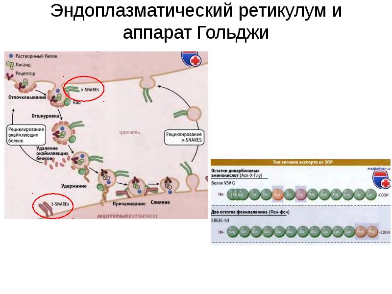 Белки эндоплазматического ретикулума