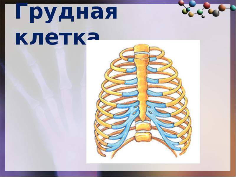 Грудная клетка презентация