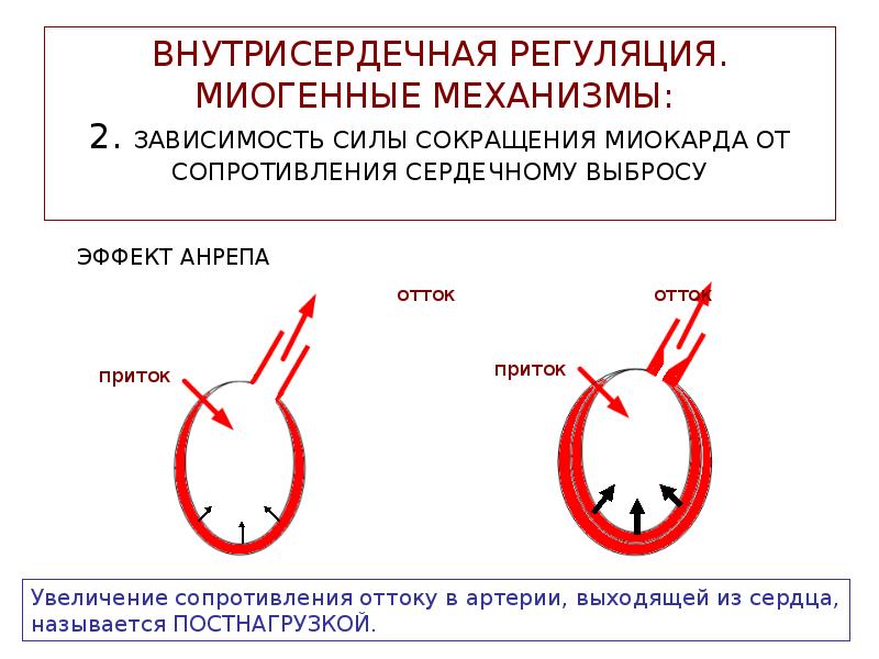 Эффект сокращения. Внутрисердечная регуляция деятельности сердца. Внутрисердечные механизмы регуляции. Сокращение миокарда. Сила сокращения миокарда.