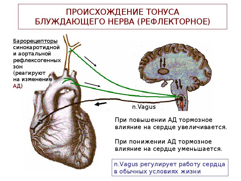 Сердечная астма презентация