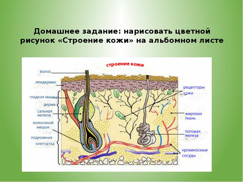 Биологическая кожа. Строение кожи. Строение кожи рисунок. Зарисовать строение кожи. Кожа человека биология.