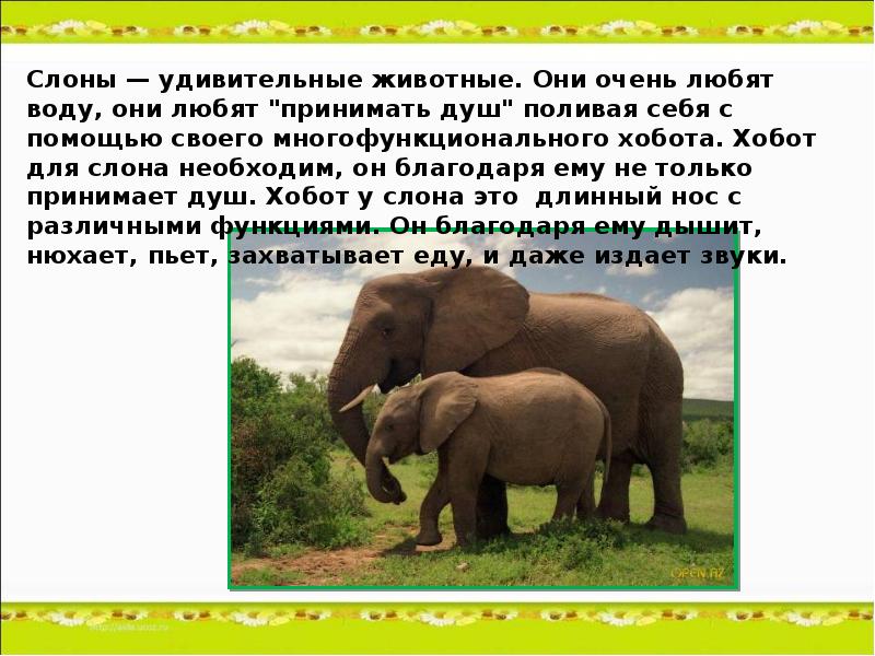 Слон рассказ окружающий мир. Сообщение о слоне. Описание слона. Слон : рассказы. Информация о слонах.