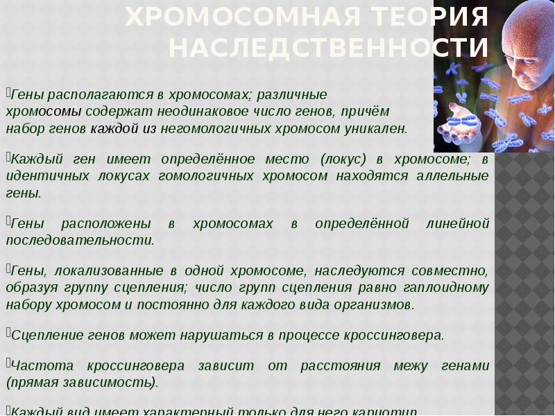 Число генов в хромосомах. Различные хромосомы содержат неодинаковое число генов. Гены располагаются. Мёнделевская теория наследственности. Набор генов каждой из негомологичных хромосом уникален.