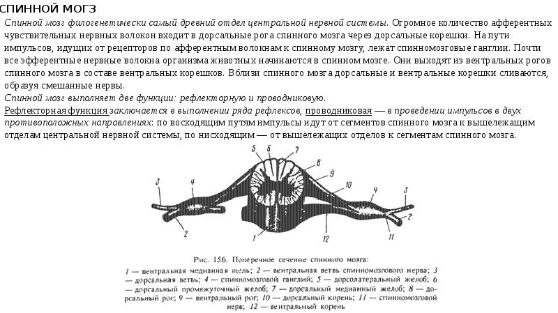 Спинальный тонус