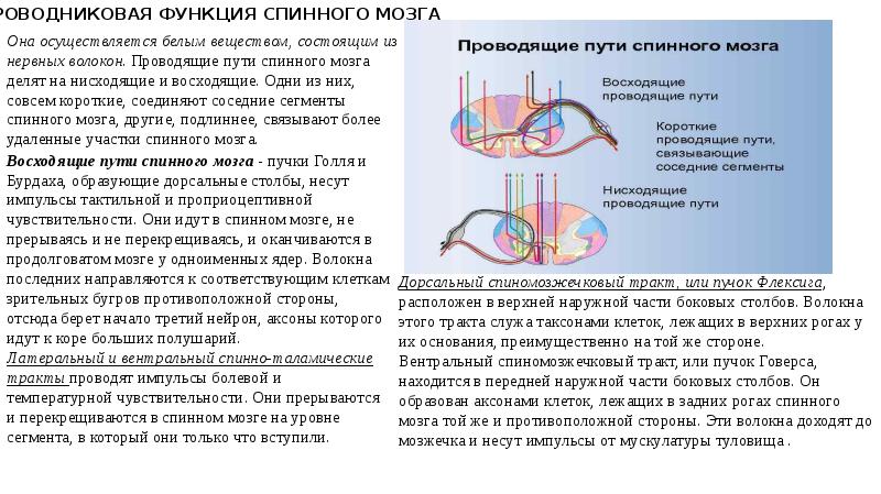 Нейроны расположенные в передних рогах спинного мозга. Тонкий пучок спинного мозга. Защитные спинальные рефлексы. Боковые столбы спинного мозга.