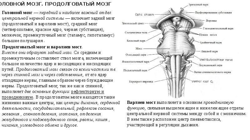 Представлена головным и спинным мозгом. Головной и спинной мозг. Продолговатый мозг строение. Ядра нервов продолговатого мозга. Продолговатый мозг строение и функции.