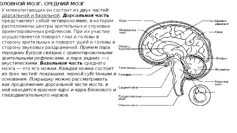 Спинной и головной мозг презентация 8 класс биология