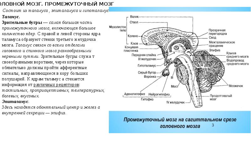 Вестибулярные ядра ствола мозга это вторичный центр