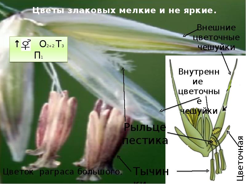 Формула цветка злаковых 7 класс. Строение Колоса пшеницы схема. Строение цветков злаков. Строение Колоса злаковых. Строение колоска злаков.