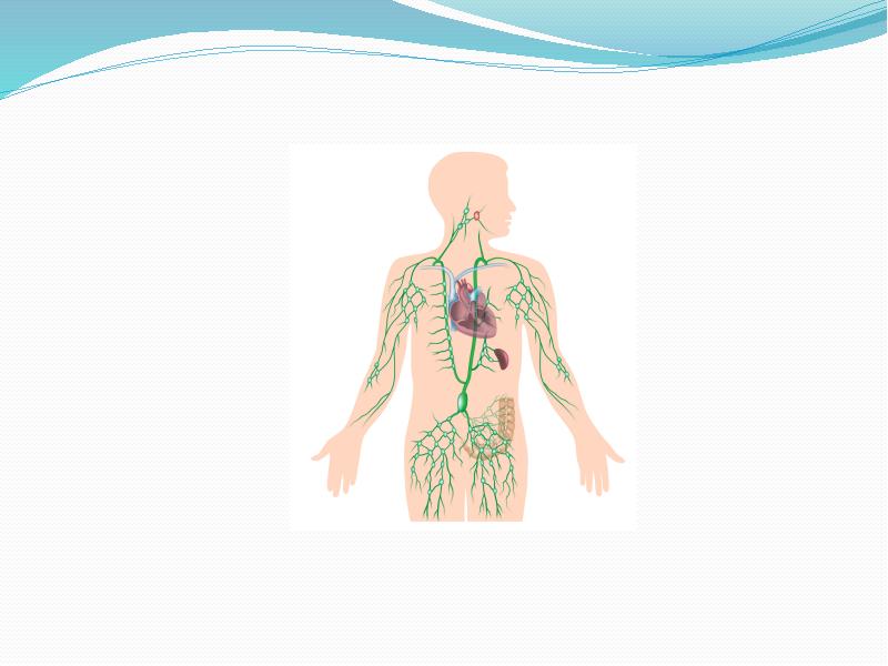 Лимфатическая система человека презентация