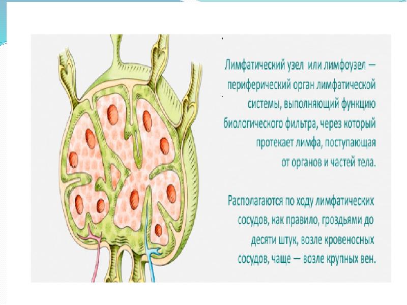 Лимфатическая система человека презентация