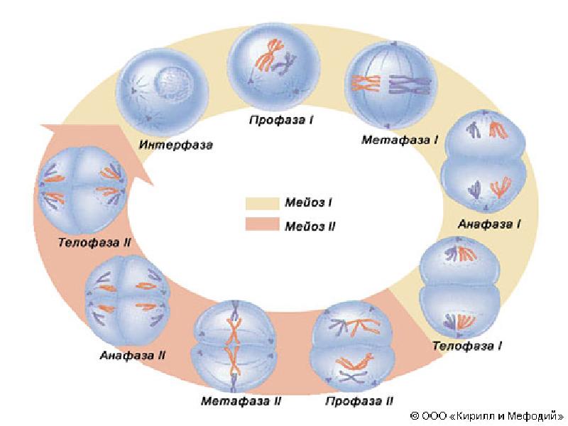 Фото митоза и мейоза