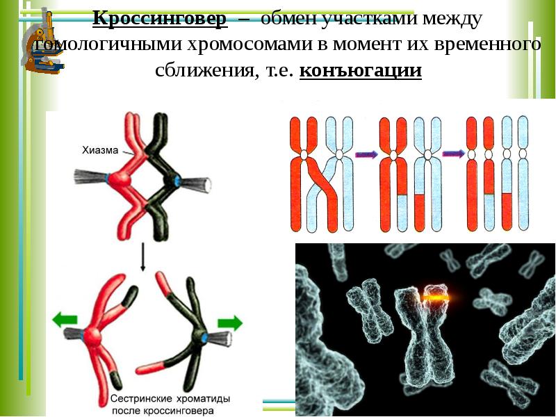 Конъюгация рисунок мейоз