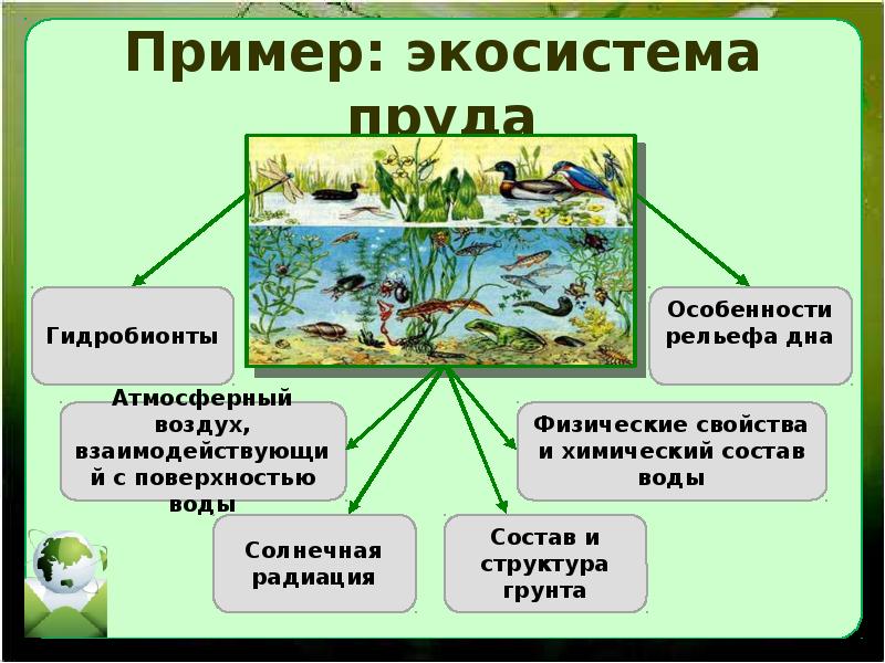 Какие экосистемы вам известны