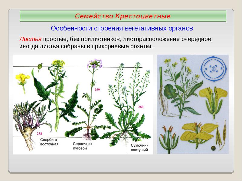 Семейства класса двудольные презентация 6 класс пономарева