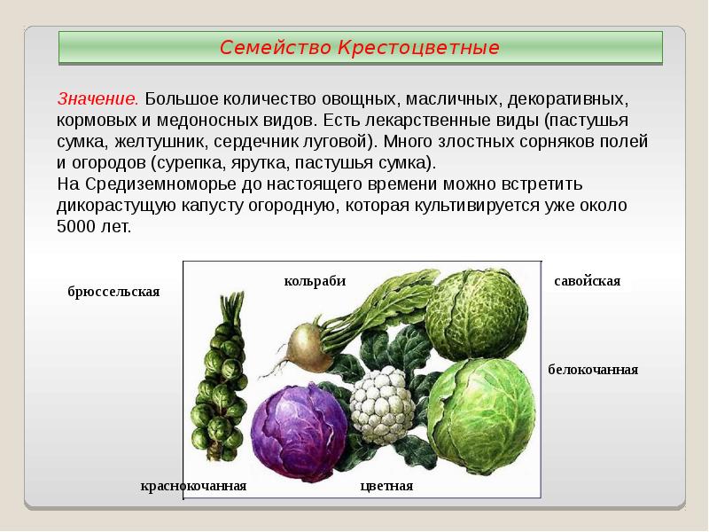 Покрытосеменные растения овощные культуры