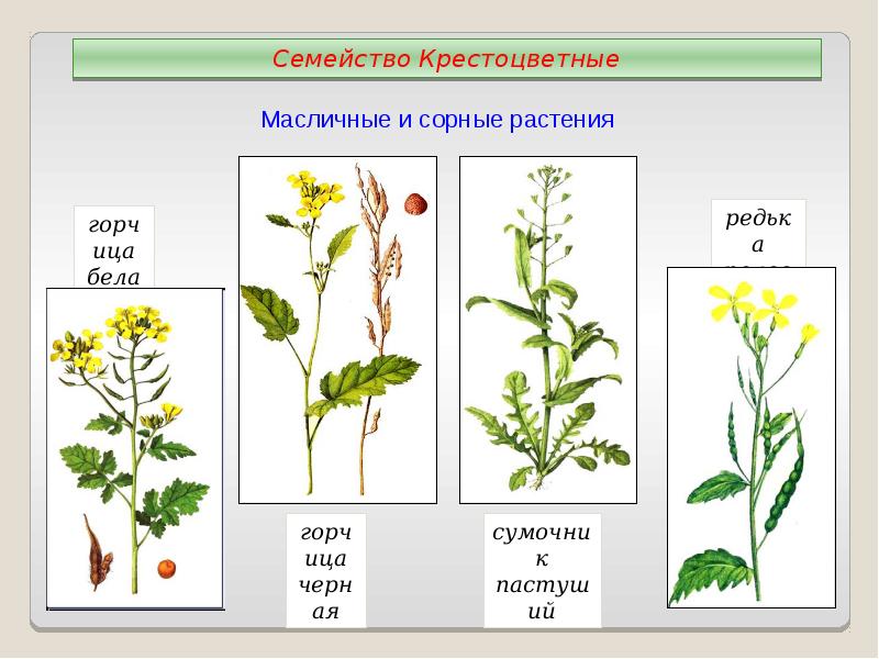 Строение цветка горчицы полевой таблица