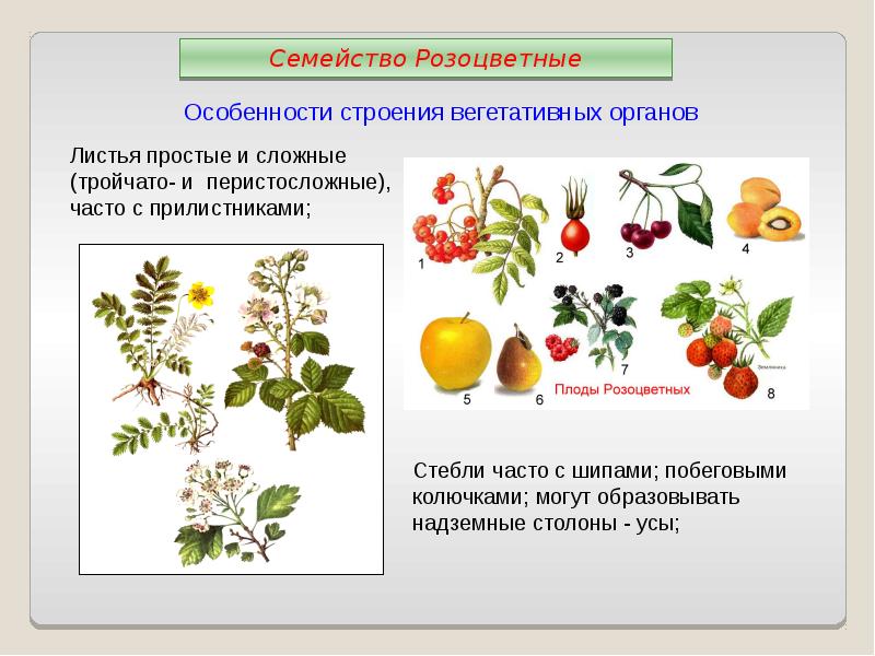 Описание семейства розоцветных по плану 6 класс биология