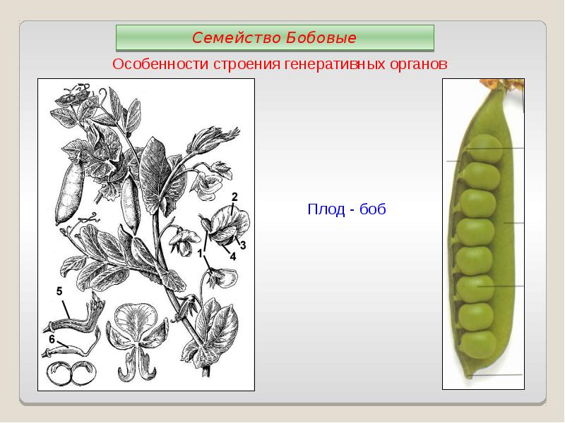 Семейства класса двудольные презентация 6 класс пономарева