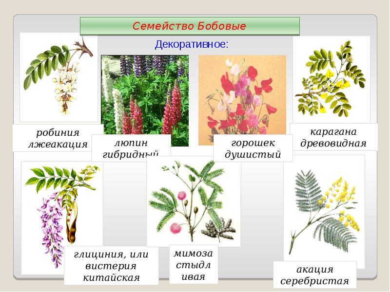 Представители бобов. Покрытосеменные двудольные бобовые. Декоративные растения семейства мотыльковых. Декоративные растения семейства бобовых. Семейство бобовые представители.