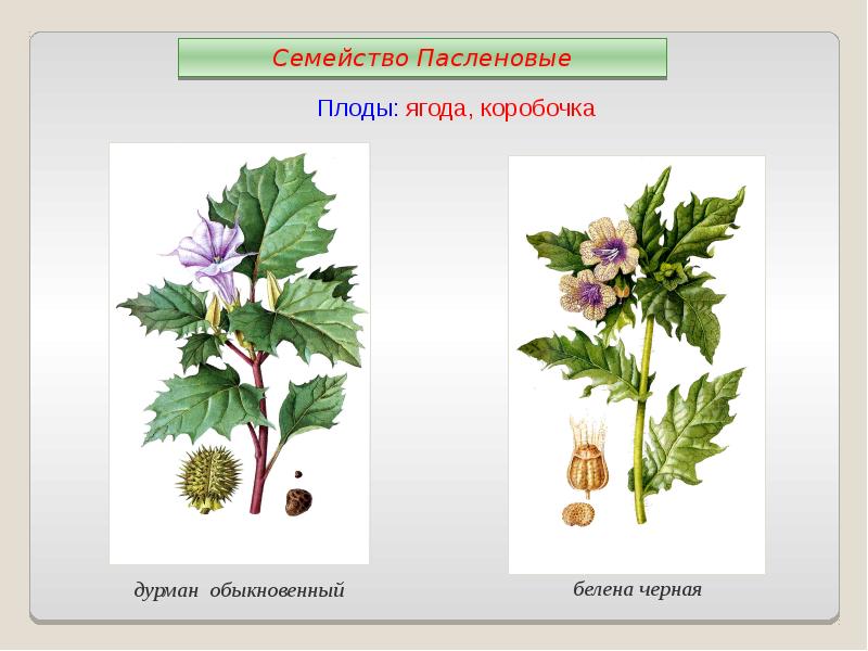 Белен семейство. Плод коробочка у пасленовых. Семейство Пасленовые белена. Белена коробочка пасленовых. Белена семейство плод.