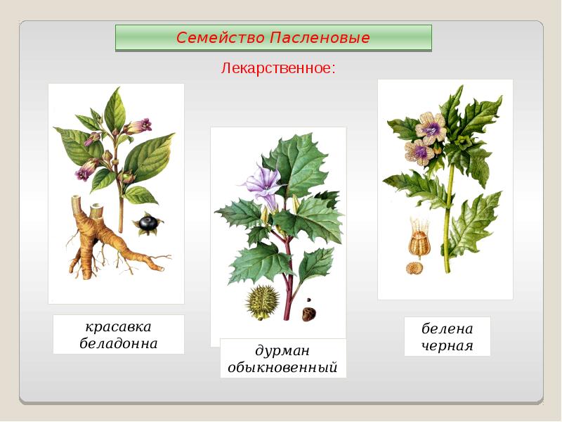 Белен семейство. Пасленовые лекарственные растения. Лекарственные растения семейства пасленовых. Красавка белена дурман. Белена Пасленовые.