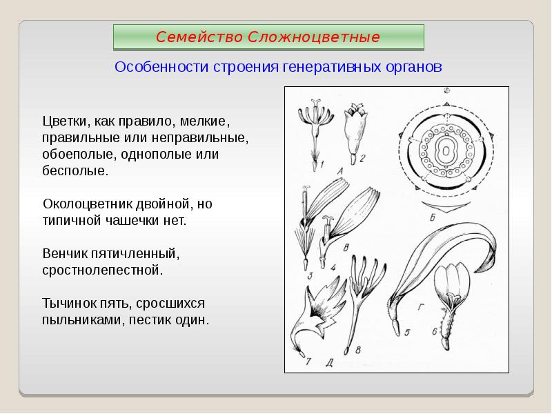 Генеративные органы злаковых рисунок егэ