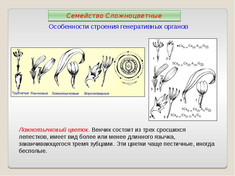 Семейство сложноцветные диаграмма цветка