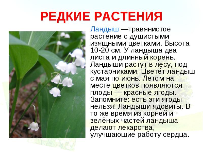 Редкие растения презентация