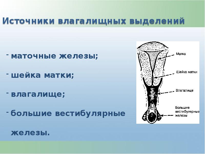 Железа матки. Влагалищная манжетка. Заболевания влагалища презентация. Матка влагащение болезни.