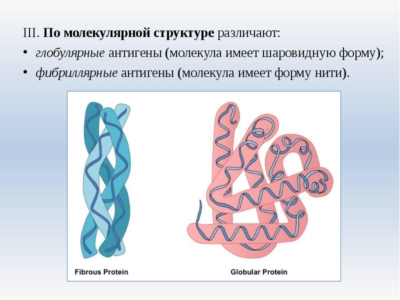 Глобула белка. Глобулярные антигены. Глобулярные и фибриллярные антигены. Глобулярные и фибриллярные белки примеры. Классификация антигенов по молекулярной структуре.