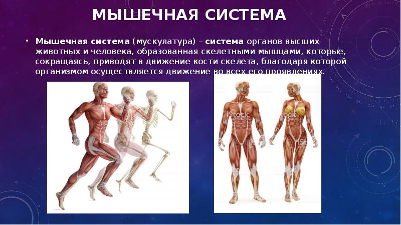 Роль мышц в организме. Органы мышечной системы человека. Эволюция мышечной системы. Мышечная система человека презентация. Органы входящие в мышечную систему человека.