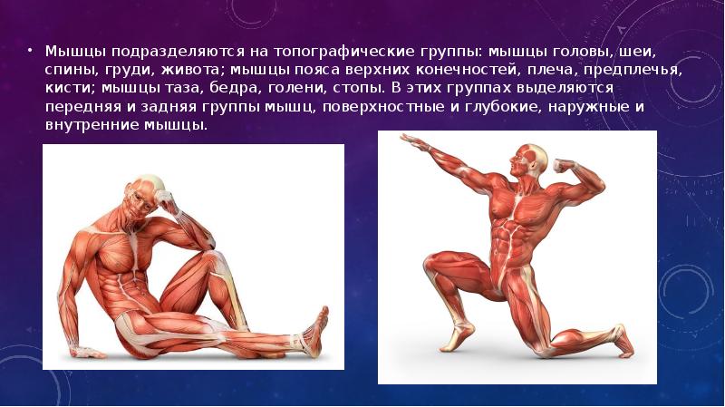 Мышечная система какие органы входят. Мышечная система. Презентация на тему мышцы. Презентация на тему мышечная система человека. Проект на тему мышцы.