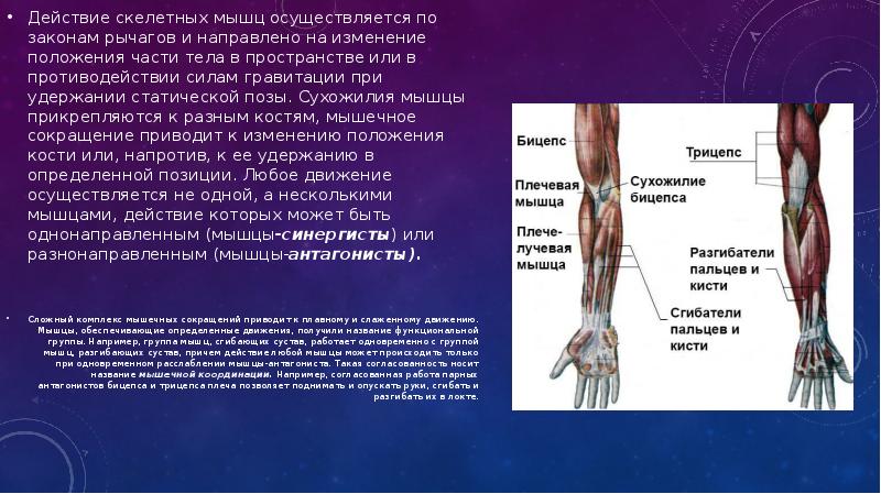 Обмен веществ в скелетных мышцах регулирует. Мышечная система, сухожилия.. Мышечная система презентация. Сокращение скелетных мышц осуществляется при. Скелетные мышцы прикрепляются к костям с помощью.