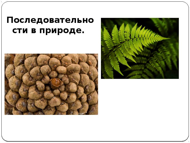 Последовательность в природе. Последовательности математические в природе.