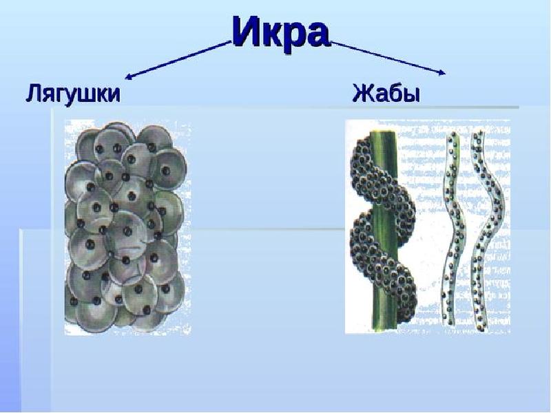 Лягушачья икра картинки