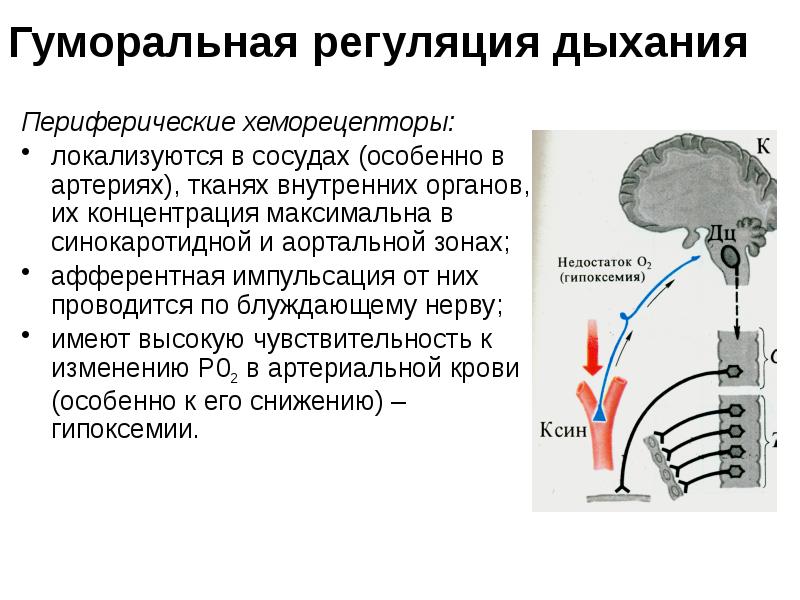 Рассмотрите рисунок определите способ регуляции функций организма