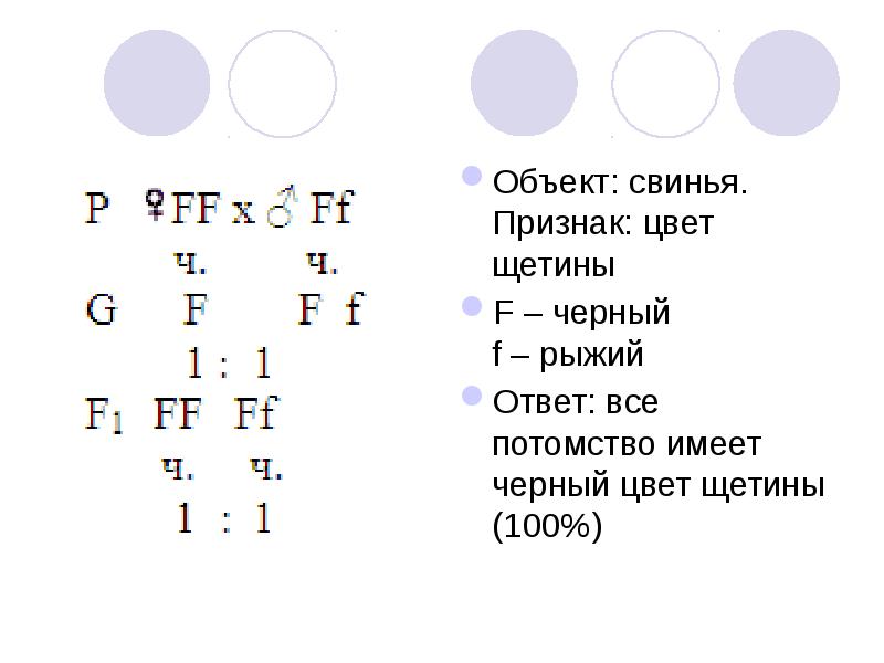 У свиней черная окраска щетины доминирует над рыжей длинная щетина над короткой составьте схему