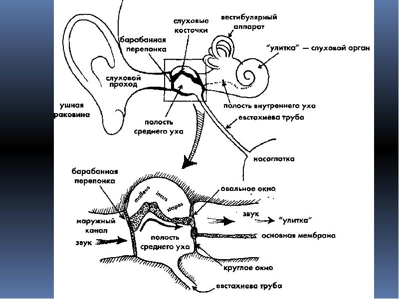 Вестибулярный аппарат схема