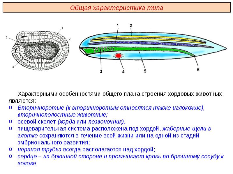 Ланцетник биология 7 класс презентация