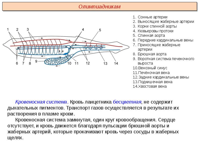 Тип хордовые ланцетник презентация 7 класс биология