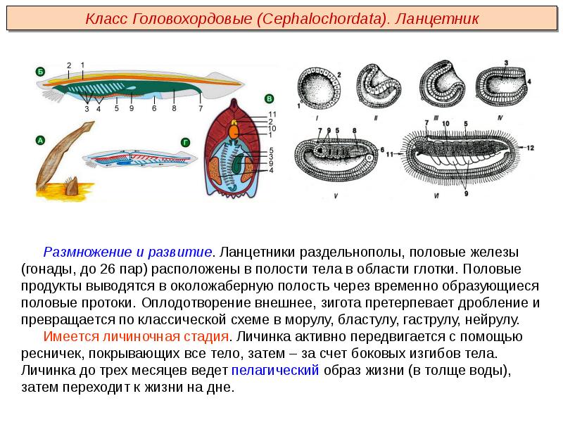 Происхождение хордовых животных презентация