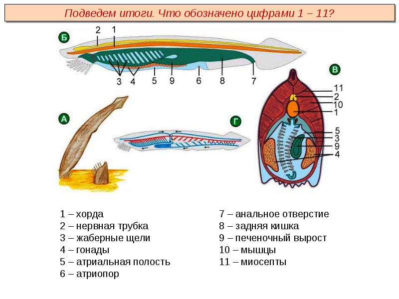 Тип хордовые презентация