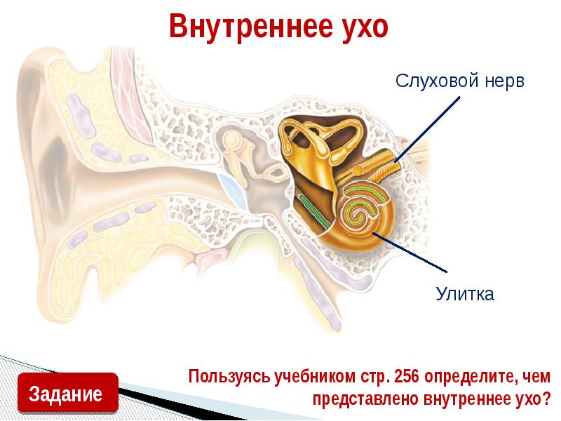 Рассмотрите на 2 форзаце рисунок органа слуха