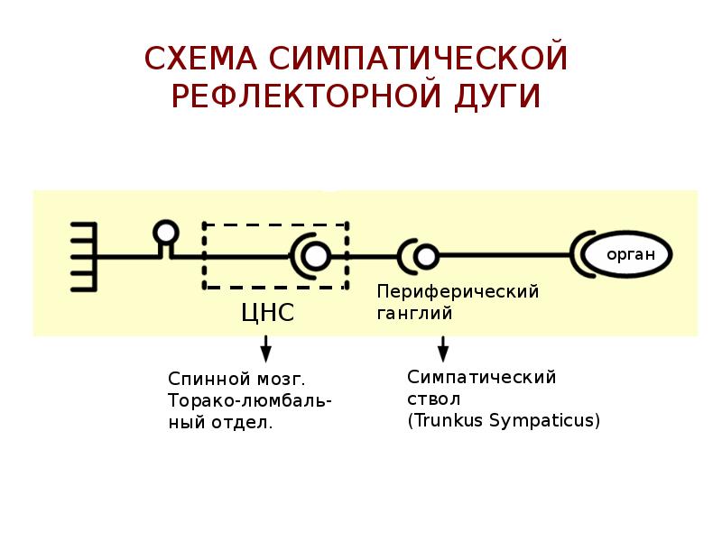 Принципиальная схема рефлекторной дуги симпатического рефлекса спинального уровня